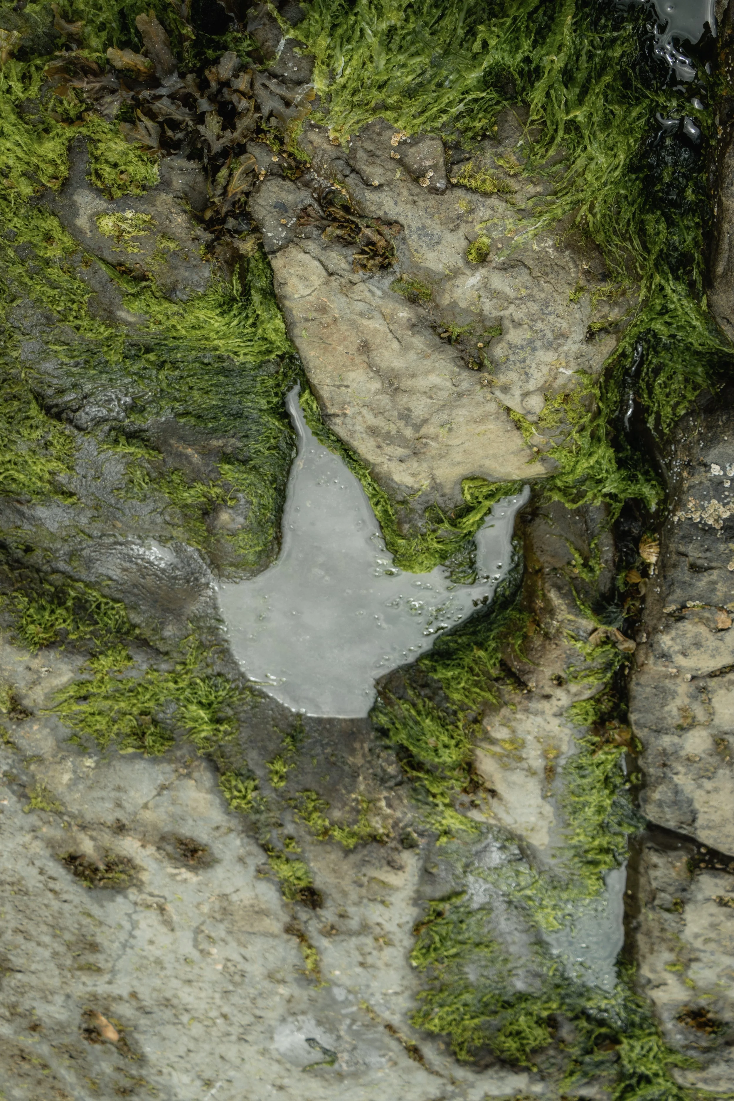A dinosaur print on Carran Beach on the Isle of Skye in Scotland.