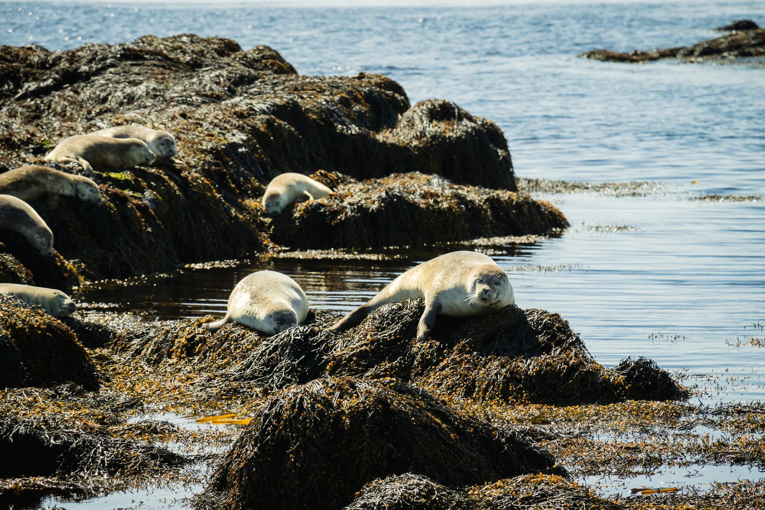 Seals at Ytri Tunga Beach in Iceland