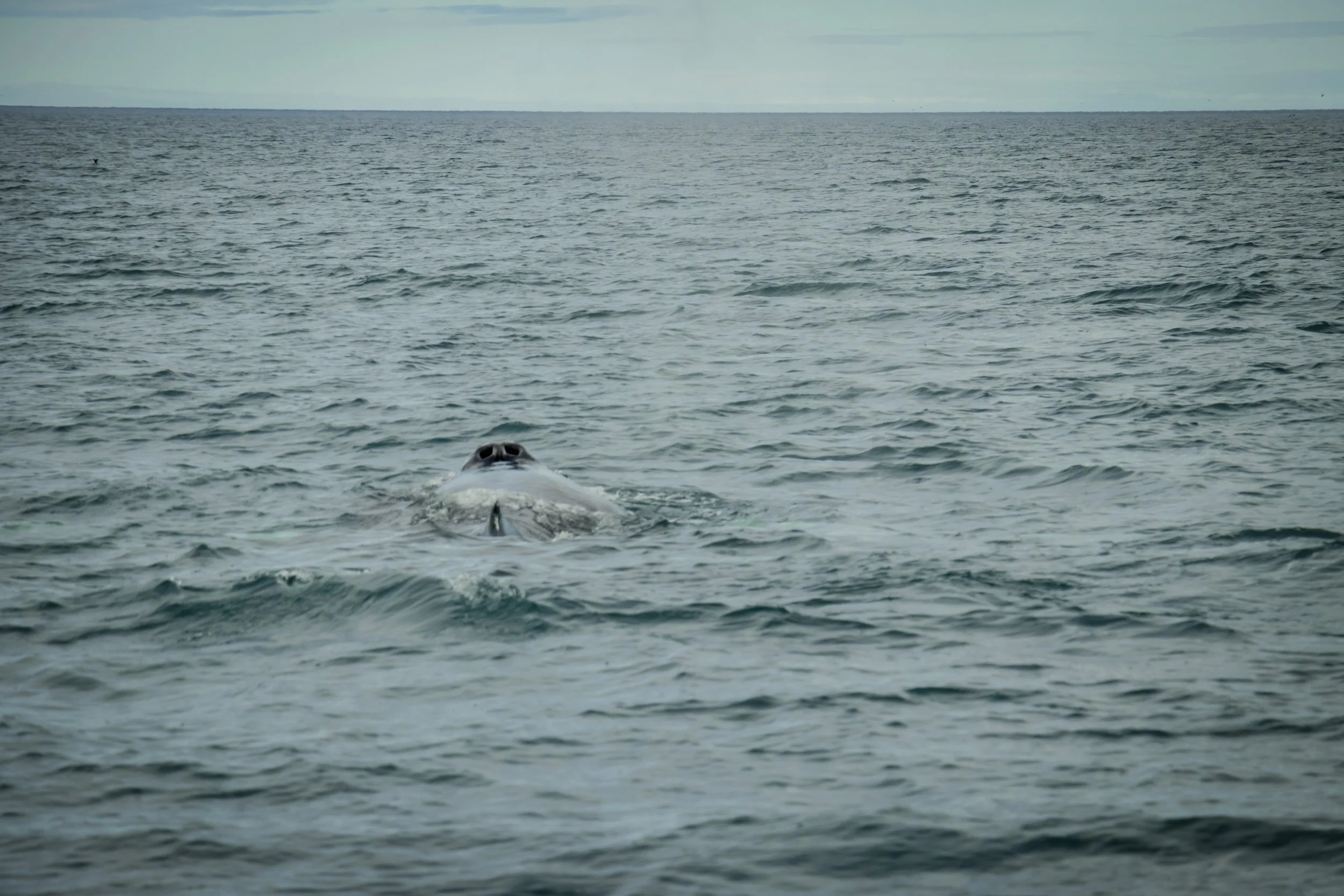 A Blue whale's blow hole of the north coast of Iceland