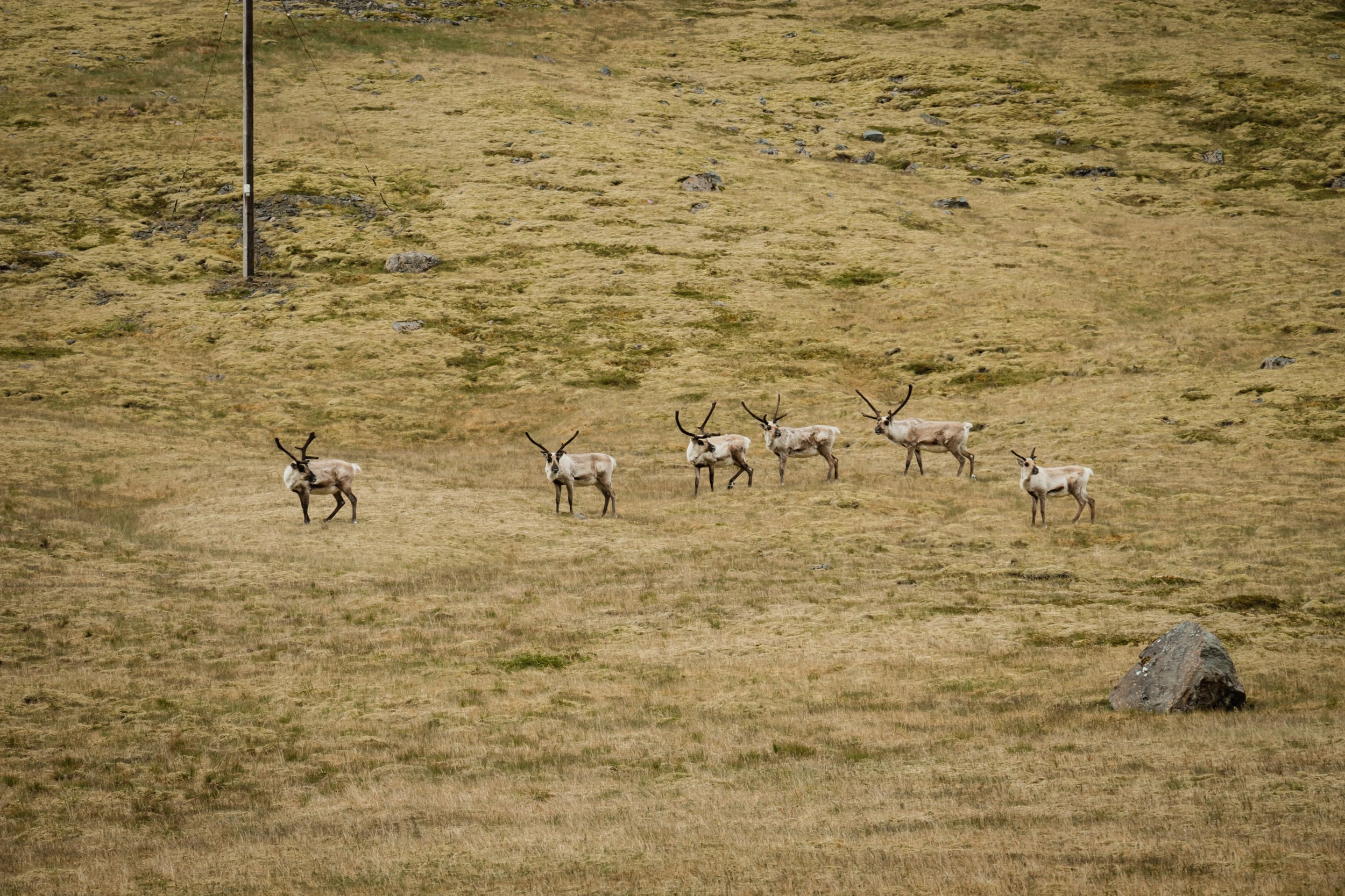 A herd of wild reindeer in Iceland