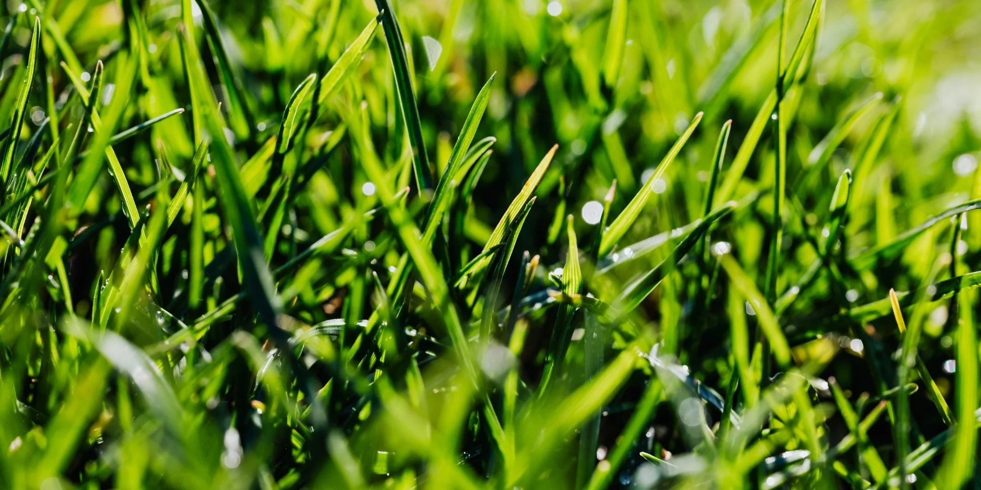 Grass seed used for lawn and small property improvement in rural Oklahoma.