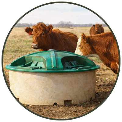 Liquid feed supplement for cattle providing additional nutrients for herd health.
