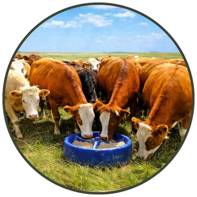 Protein and mineral tubs placed in pasture for cattle supplementation.
