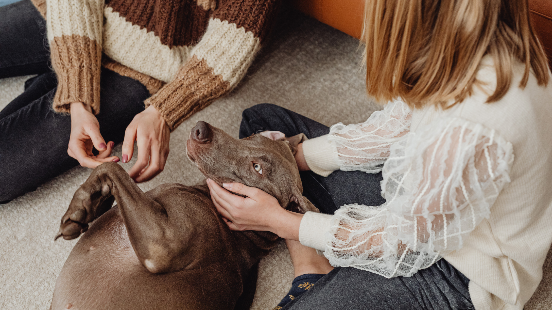 The Best Flooring Options for Pet Owners in Middle Tennessee