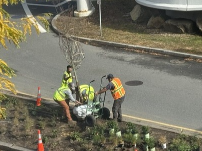 The Amelanchier trees are now in the ground…