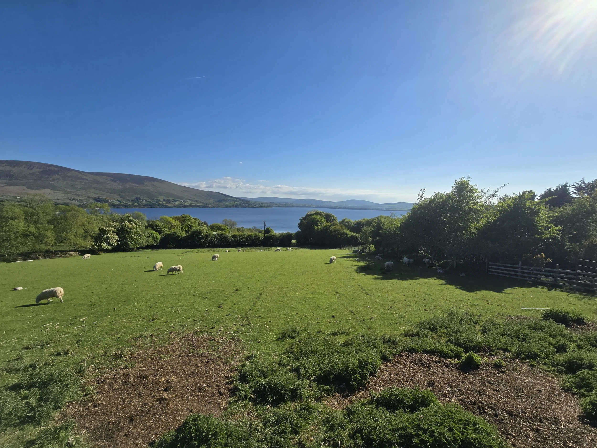 A peaceful daytime landscape with green fields, sheep grazing, trees, a lake, and hills in the background under a blue sky with sunlight.