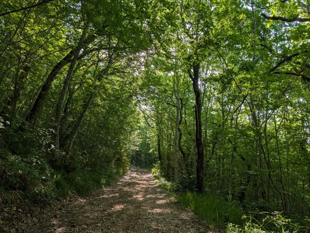 Macchia delle Tassinete