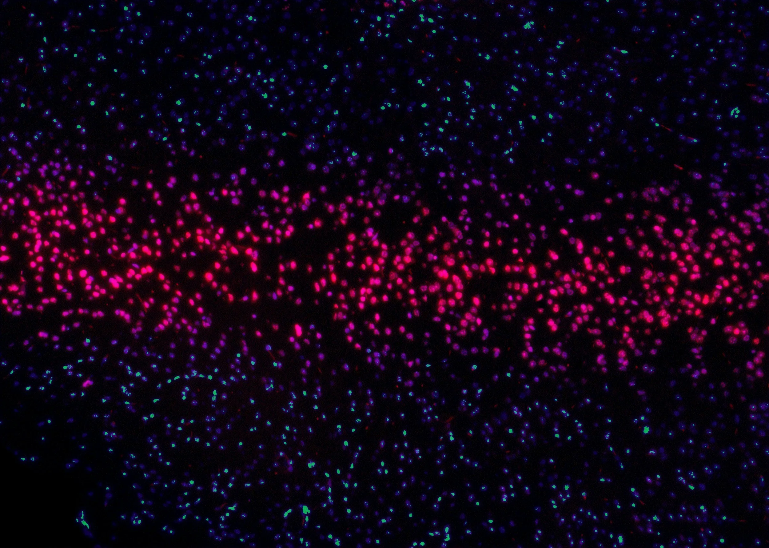 Dark background with scattered, glowing dots in pink, purple, blue, and green colors, resembling light particles or stars.