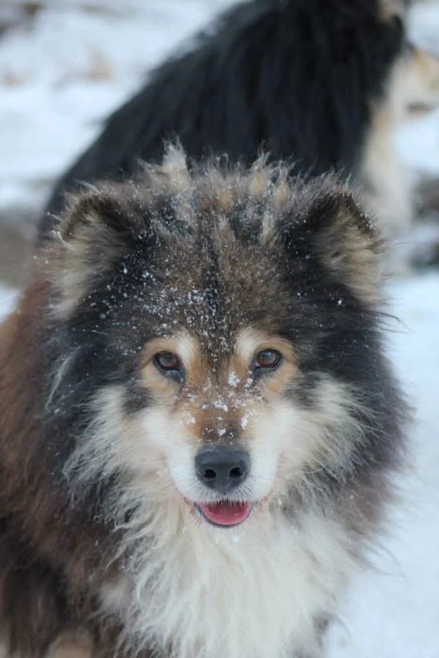 Close-up of a fluffy Finnish Lapphund with snow on its face, with a black and white dog in the background in a snowy outdoor setting.