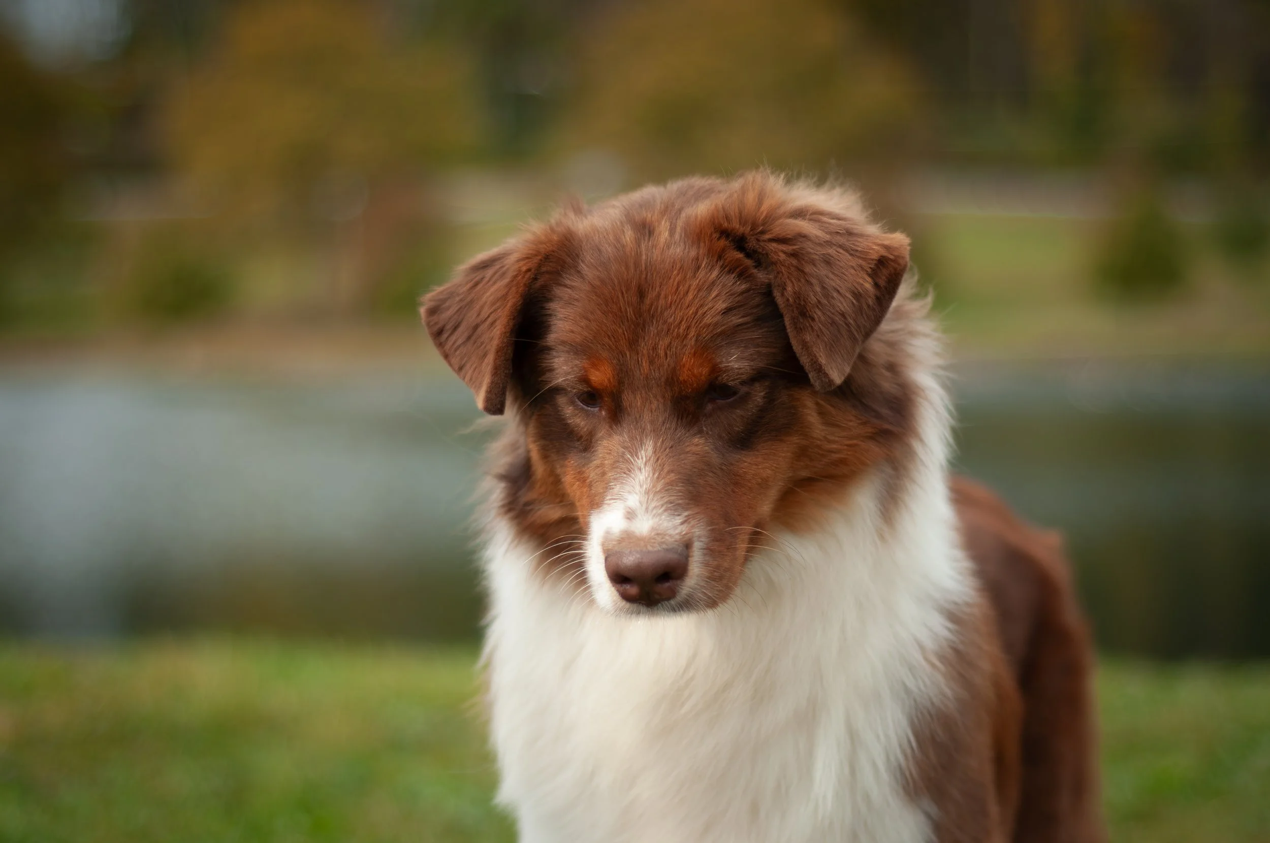 A brown and white Australian Shepherd dog outdoors near a body of water with blurred trees in the background.