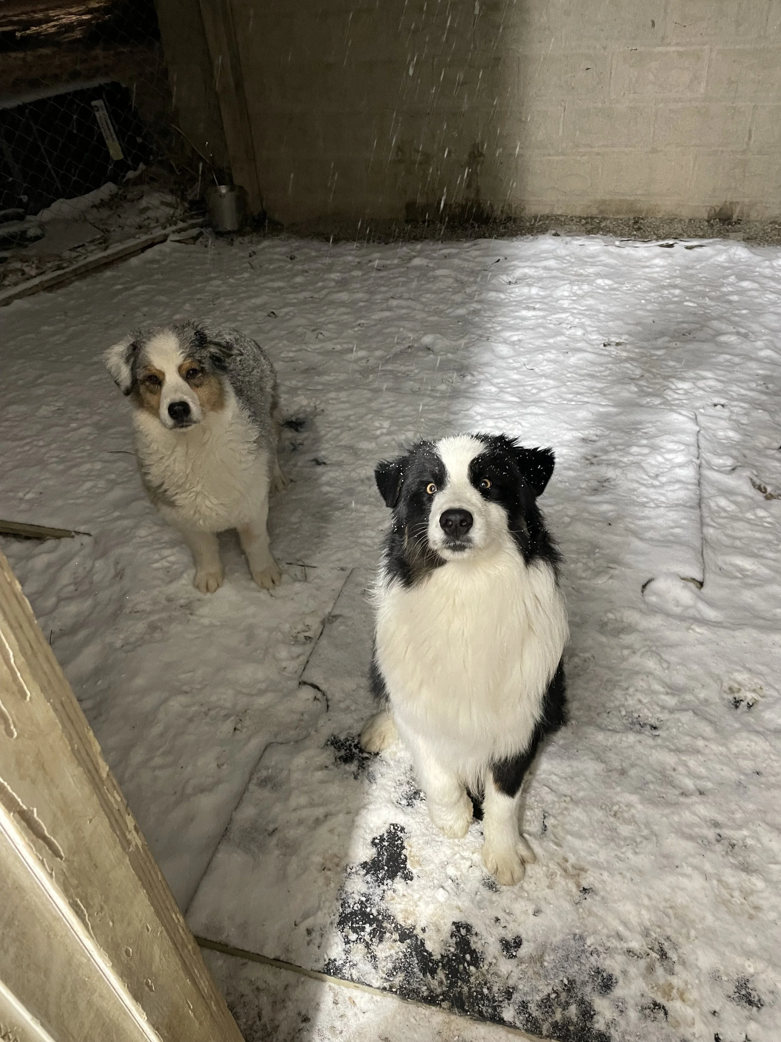 Two Australian Shepherd, one with a merle coat and the other black and white, sitting on snow outside at night.