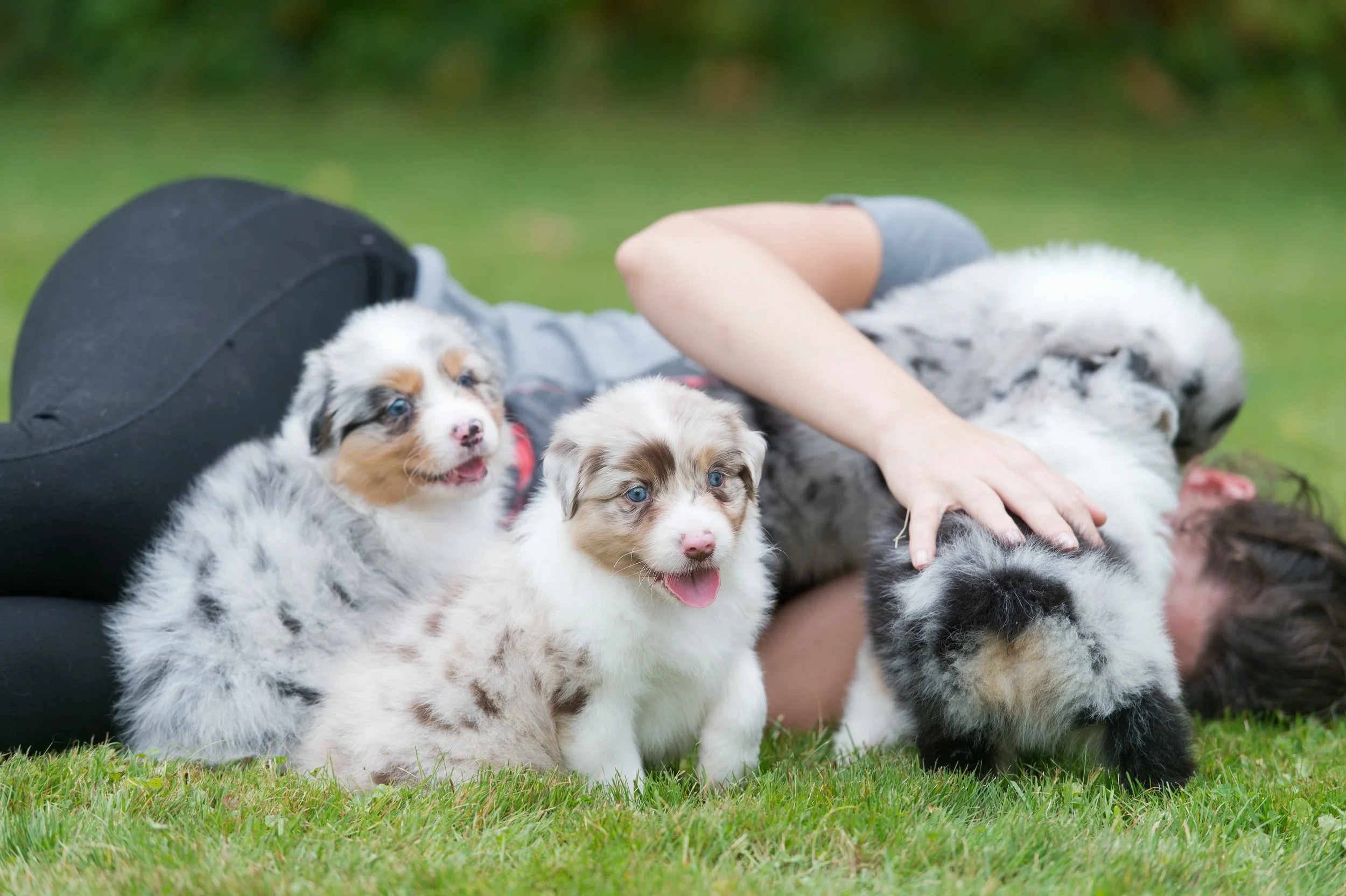 Person lying on grass with three Australian Shepherd puppies, one lying on their back and a baby puppy sitting close, outdoors.