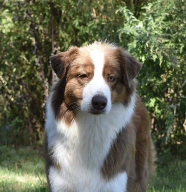 Australian Shepherd dog outdoors with a background of green trees and grass.