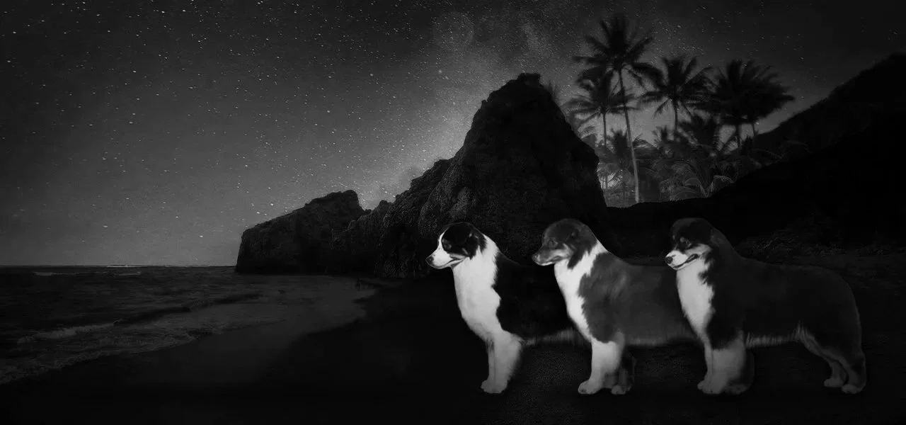 Nighttime scene on a beach with three Australian Shepherds standing on the sand, large rock formations, palm trees, and a starry sky.