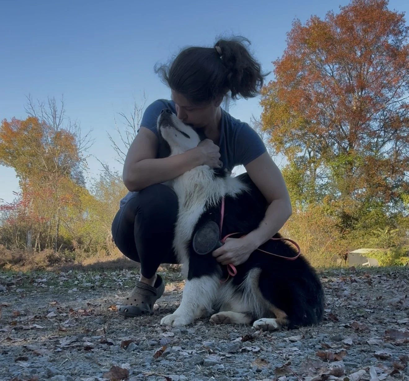 A woman squatting outdoors during autumn, embracing and kissing a black and white Australian Shepherd with a pink leash, with colorful fall trees in the background.