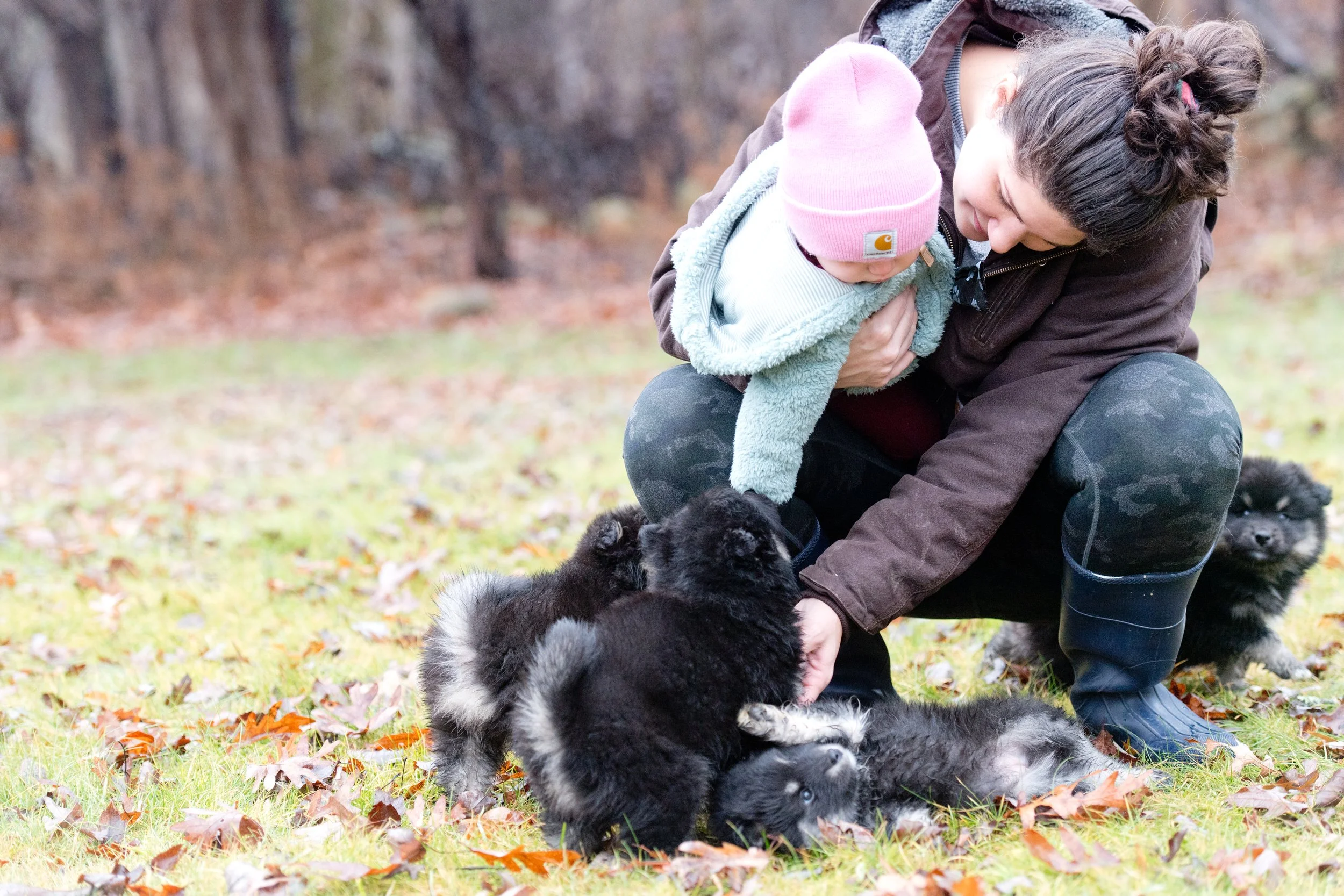 A woman holding a small child in a pink hat and teal coat while playing with Finnish Lapphund puppies outdoors on a fall day.