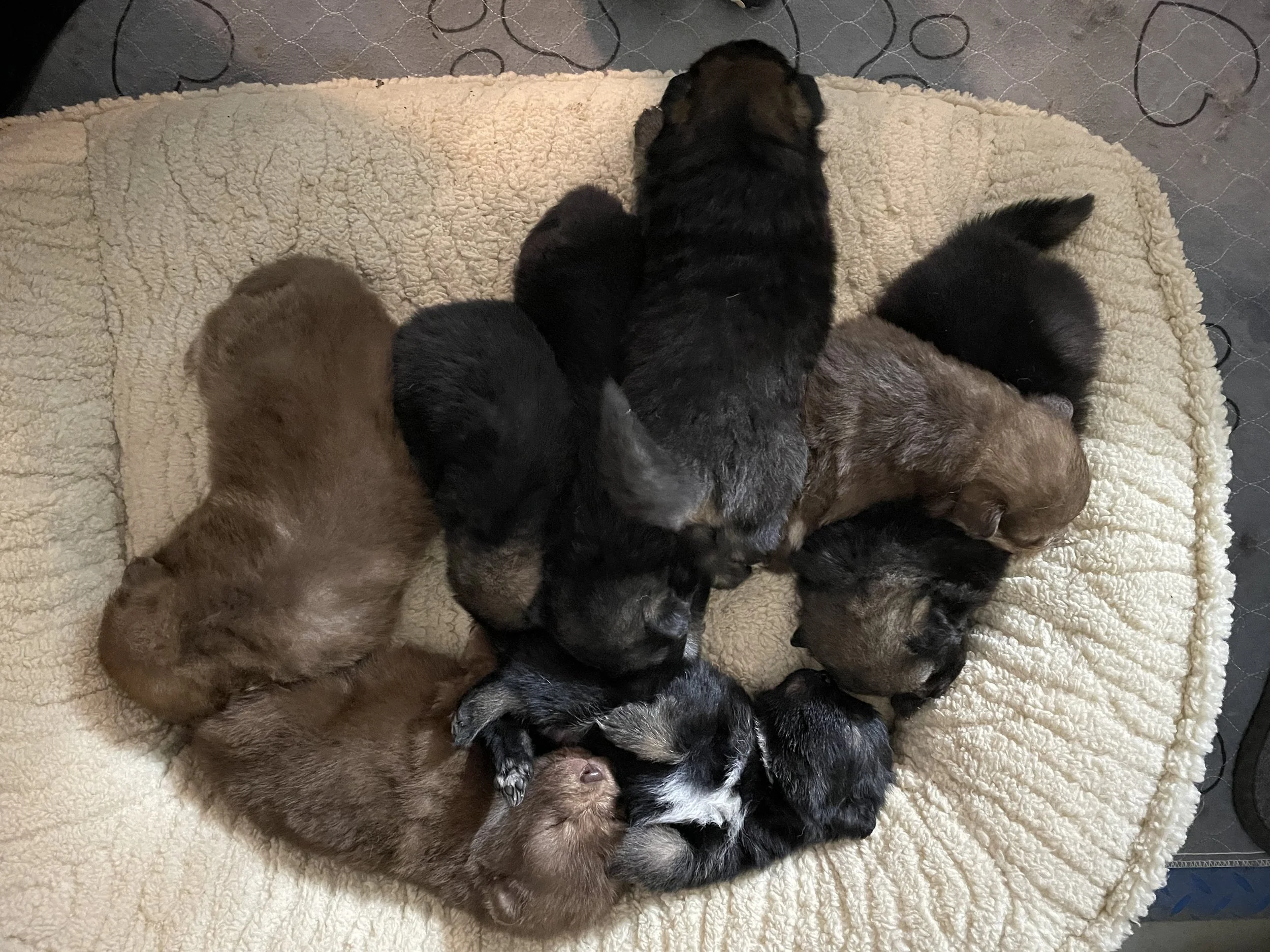 Nine Finnish Lapphund puppies lying together on a soft beige blanket, curled up and sleeping.