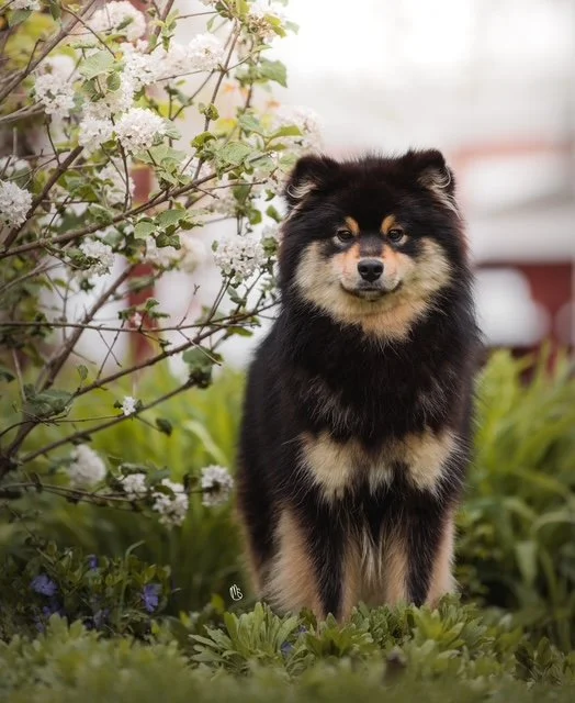 A small black and tan Finnish Lapphund standing in a garden with green plants and white flowering bushes.