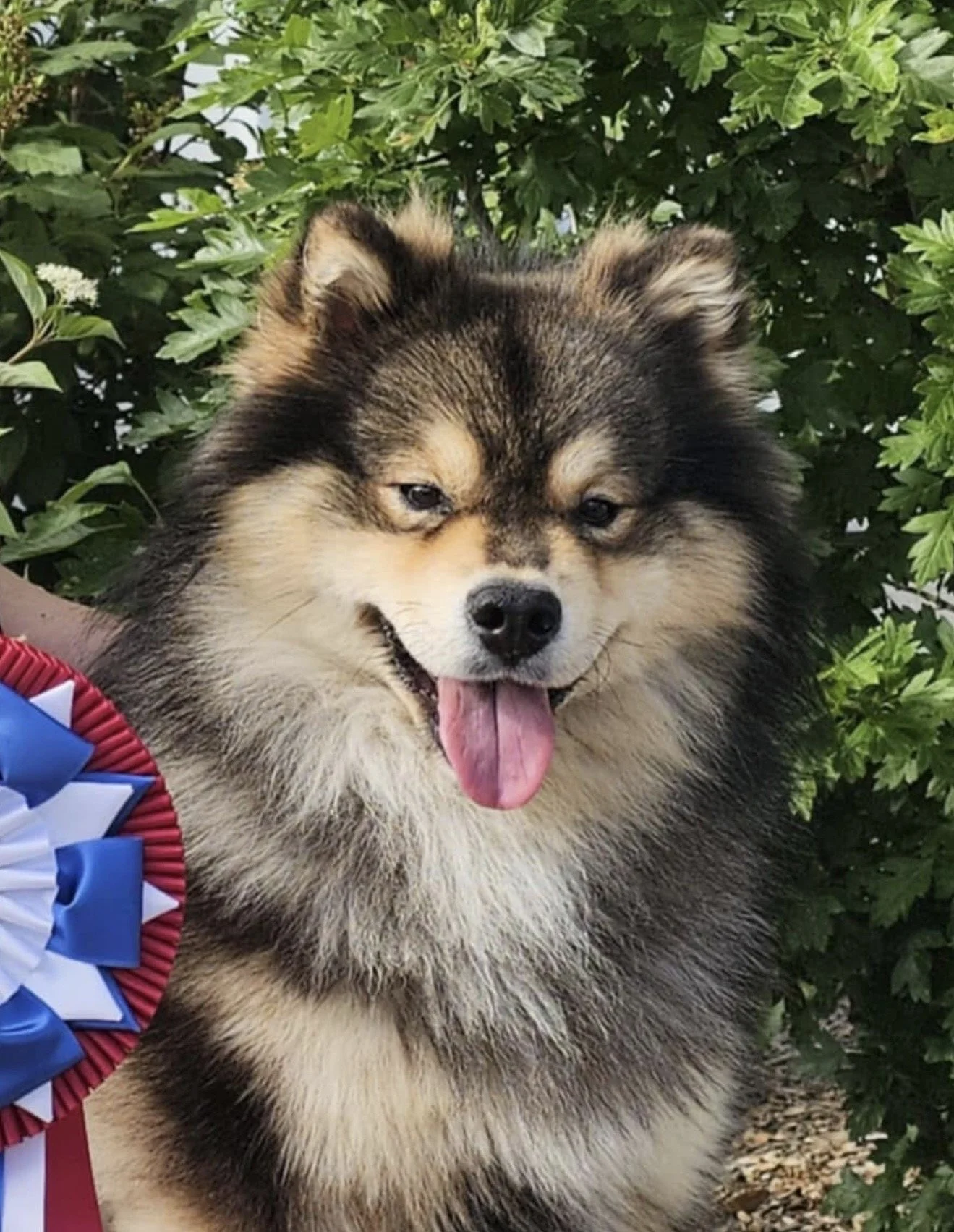 A fluffy, brown and cream-colored Finnish Lapphund with blue eyes, smiling with its tongue out, surrounded by green foliage and a red, white, and blue ribbon rosette.
