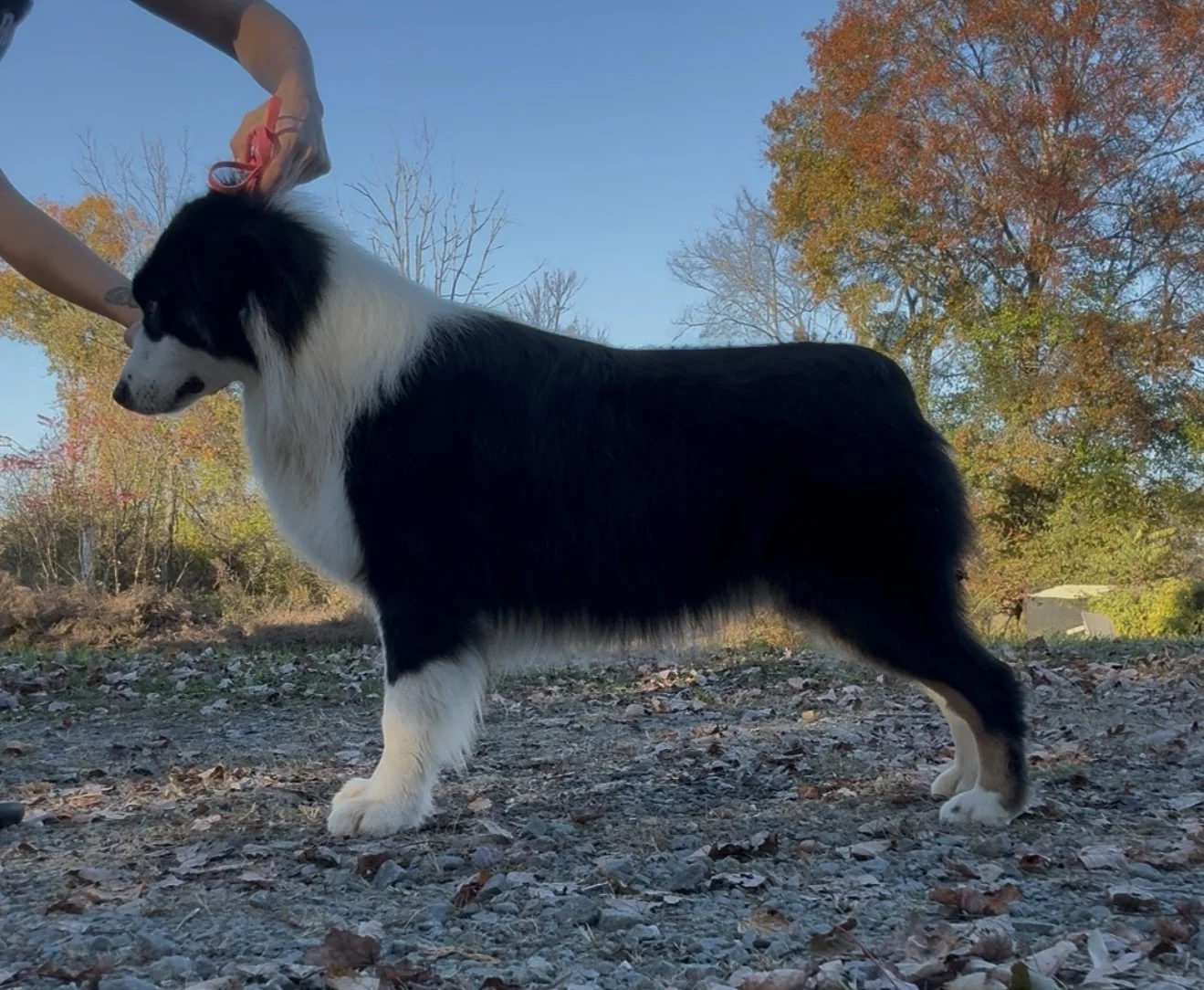 A black and white Australian Shepherd standing outdoors on gravel with autumn trees in the background.