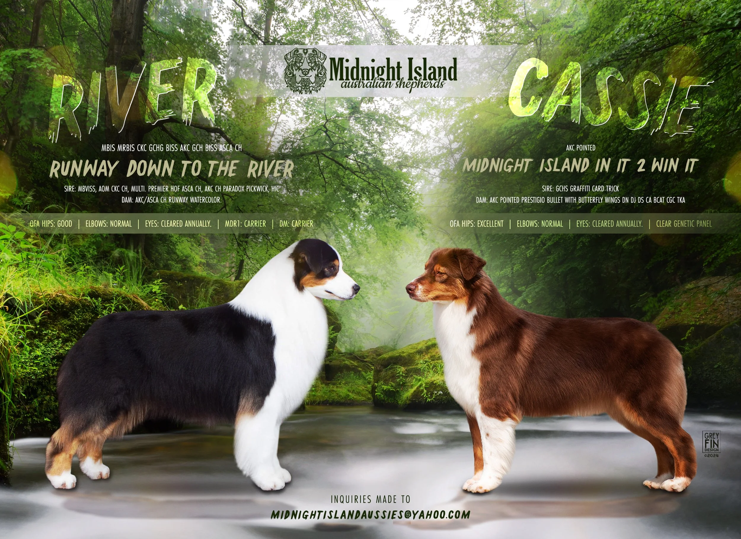 Two Australian Shepherd dogs standing in a lush green forest by a river, with overlaid text about the dogs' names, titles, and health information.