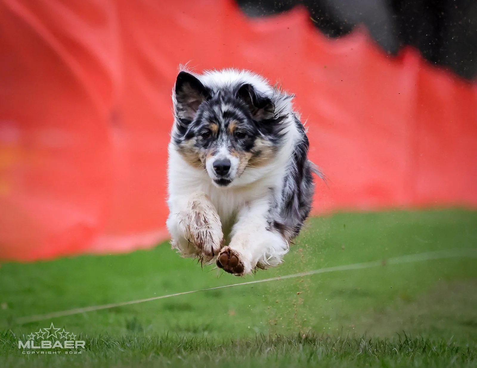 A Australian Shepherd dog running on grass with a blurred red and black background.