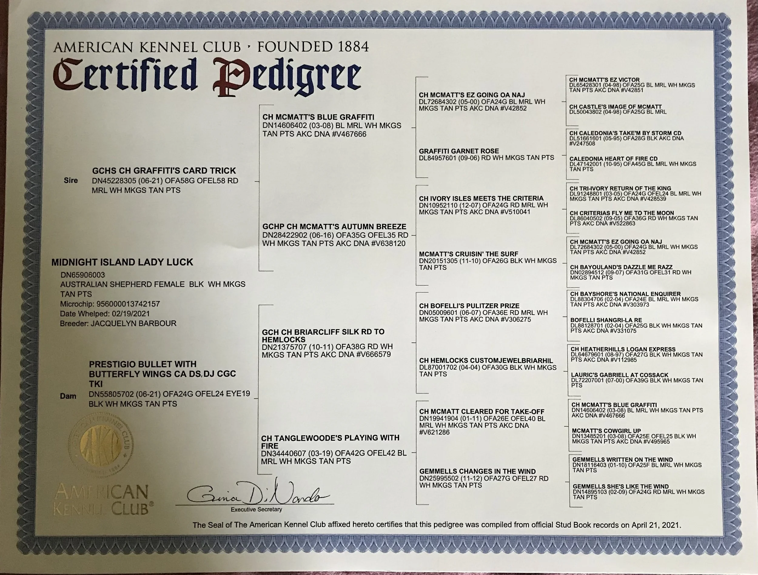 A certified pedigree certificate from the American Kennel Club for a dog named Midtown Island Lady Luck. It includes details about her sire, dam, microchip, and breeder, with a decorative border on the right side and a gold seal at the bottom left.