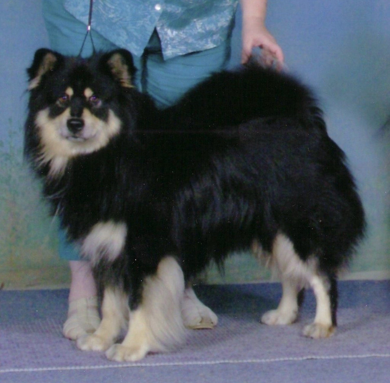 A black and white Finnish Lapphund standing indoors with a person partially visible behind it.