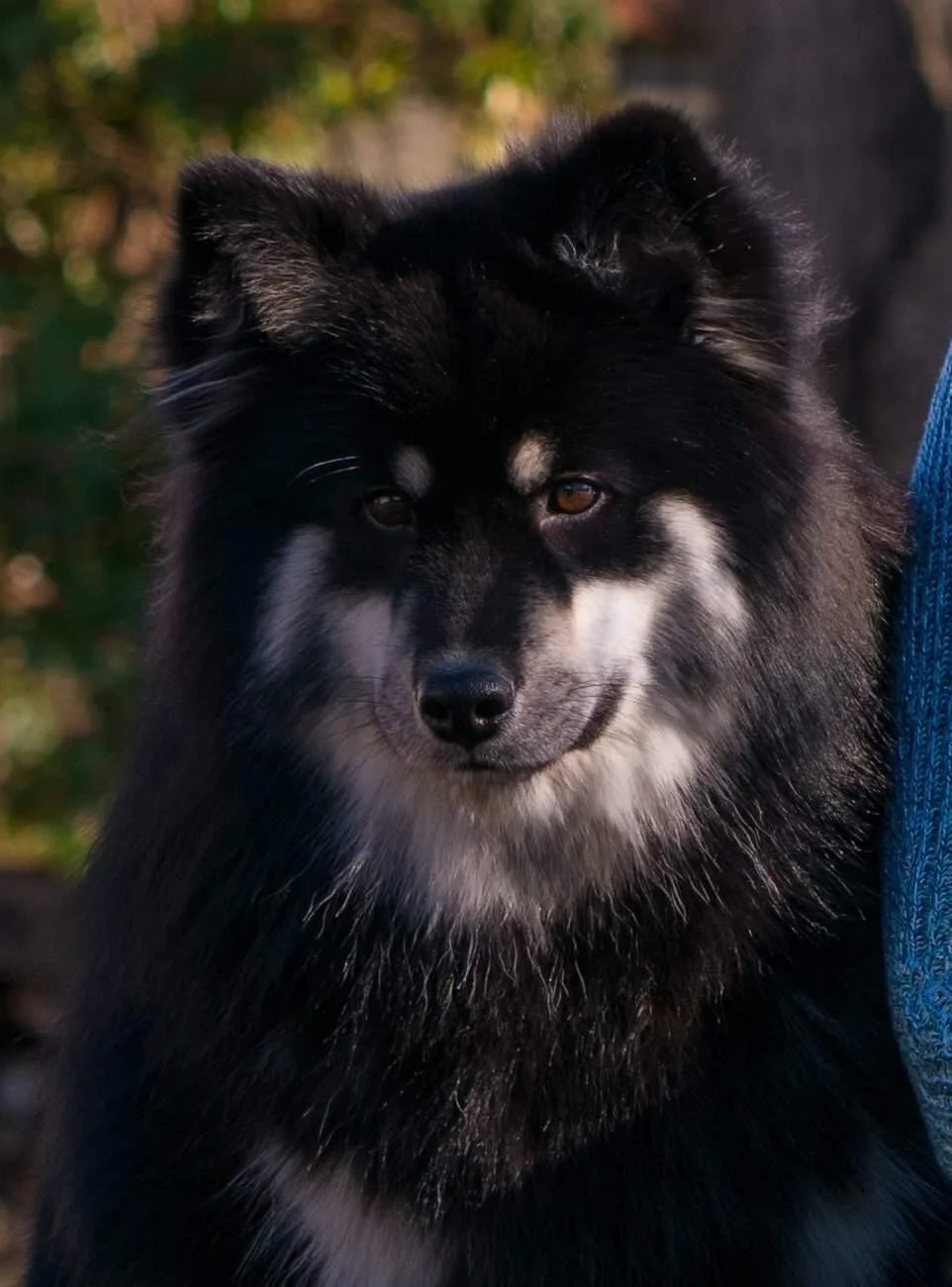 Close-up of a black and white Finnish Lapphund with a fluffy coat, brown eyes, and a friendly expression outside.