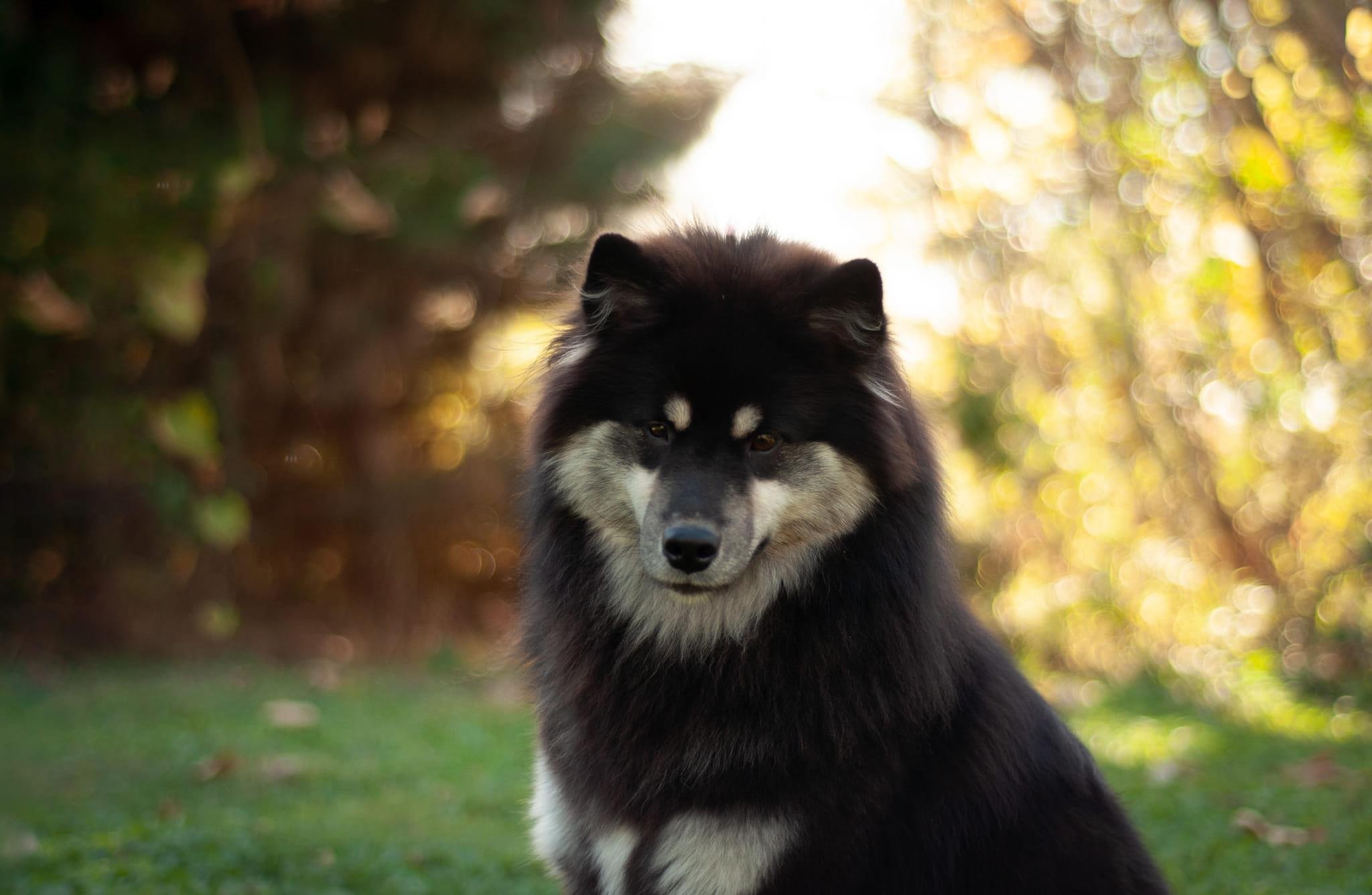 A black and white Finnish Lapphund, sitting outdoors with a blurred background of trees and sunlight.