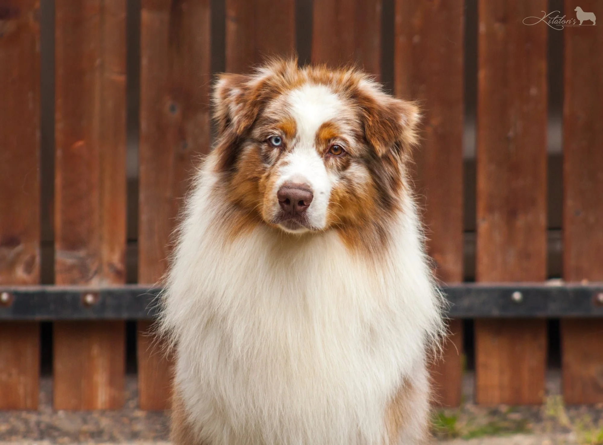 Australian Shepherd with a colorful coat and heterochromatic eyes sitting in front of a wooden fence