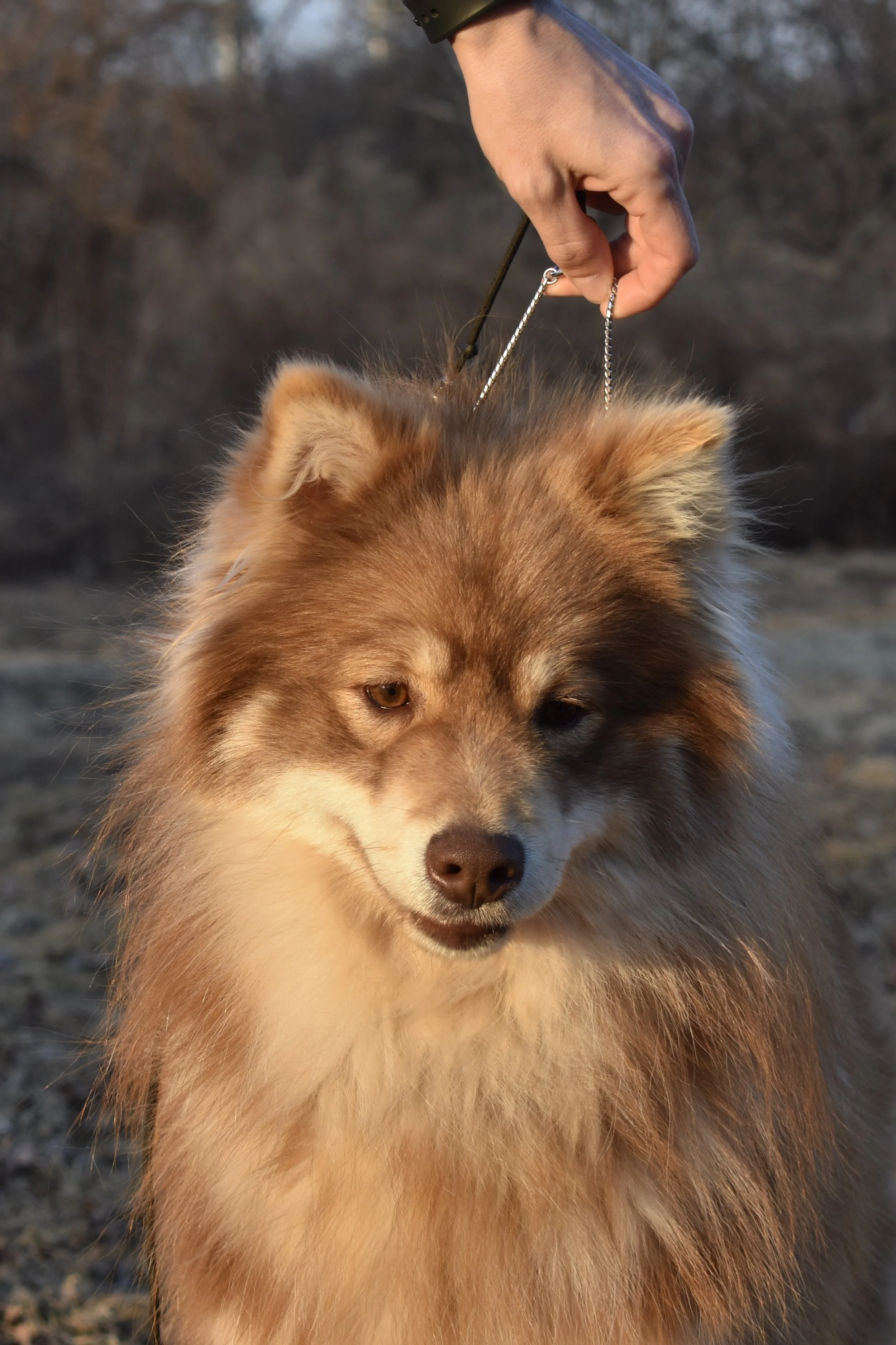 A person is holding a chain leash attached to a fluffy, tan and white Finnish Lapphund outdoors, with a blurred natural background.