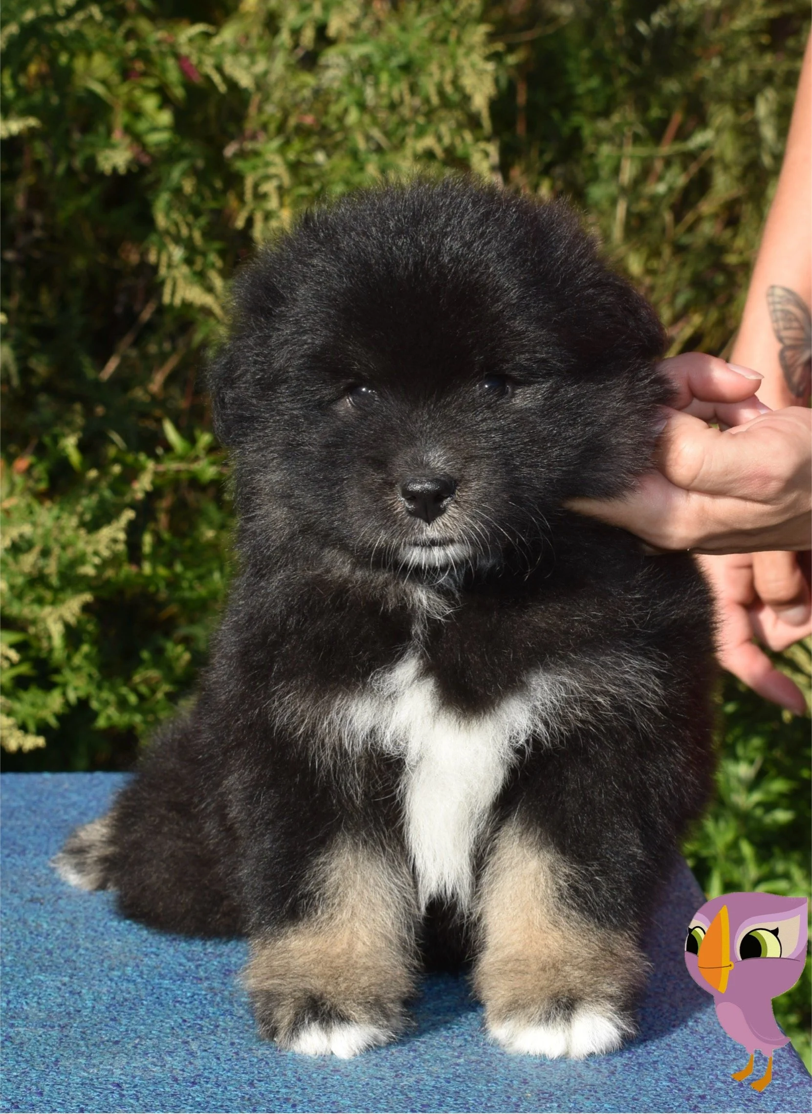 A fluffy black and white Finnish Lapphund puppy being held outdoors with green foliage in the background.