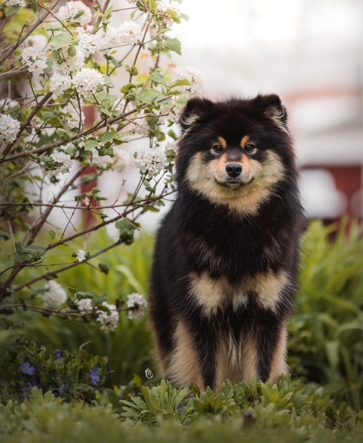 A small black and tan Finnish Lapphund standing in green grass next to a white flowering shrub, outdoors.