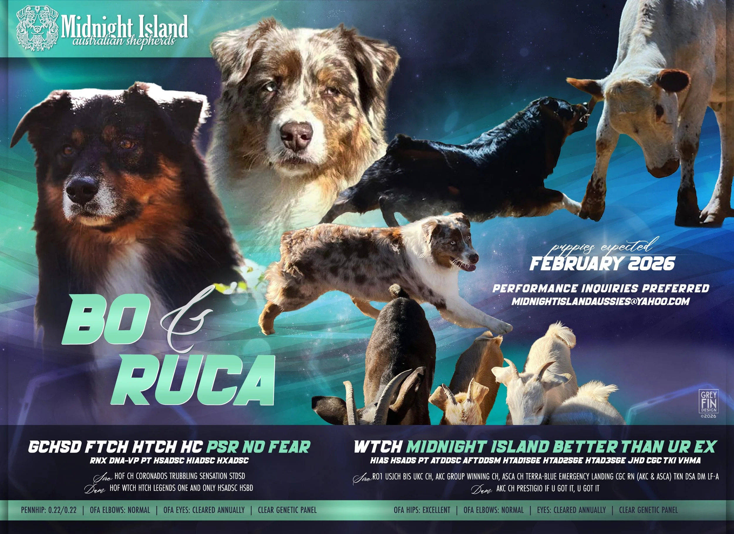 A collage of various Australian Shepherd and Ruca dogs, showcasing their different coat colors and patterns. The background features a cosmic theme with stars and a blue gradient. The text promotes an upcoming event in February 2026, including performance inquiries via email, and highlights traits like health, eye clarity, and genetic panels.