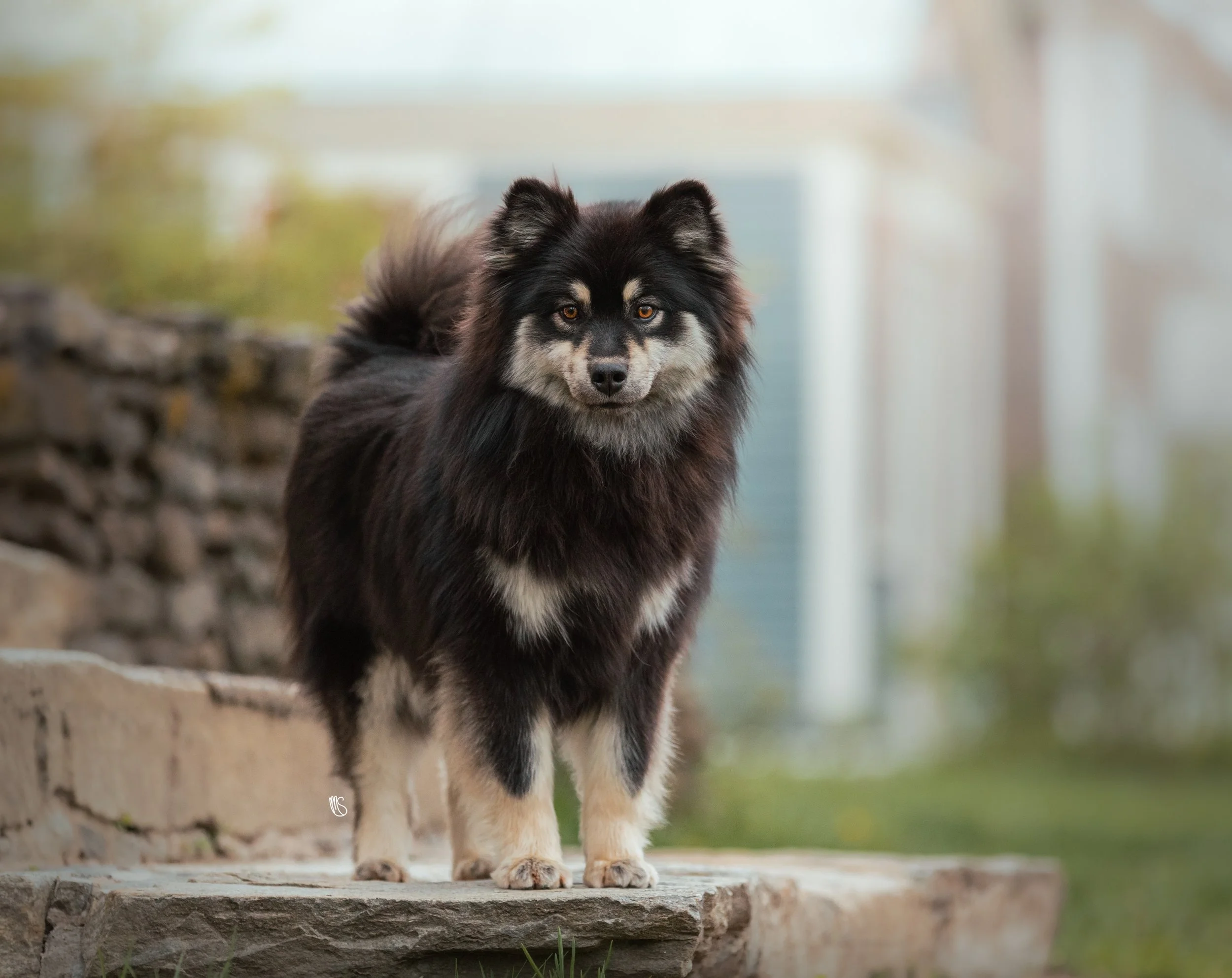 A fluffy black and tan dog standing outdoors on a stone surface with blurred greenery and houses in the background.