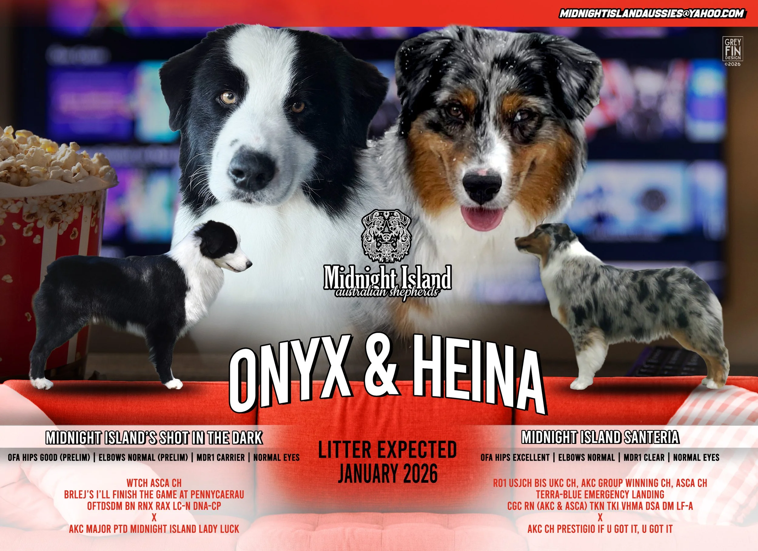 A digitally created announcement featuring two Australian Shepherd dogs named Onyx and Heina, with a background of blurred television screens. The poster includes details about their expected litter in January 2026, and mentions their health and eye certifications. A small kennel logo and contact information are at the top.