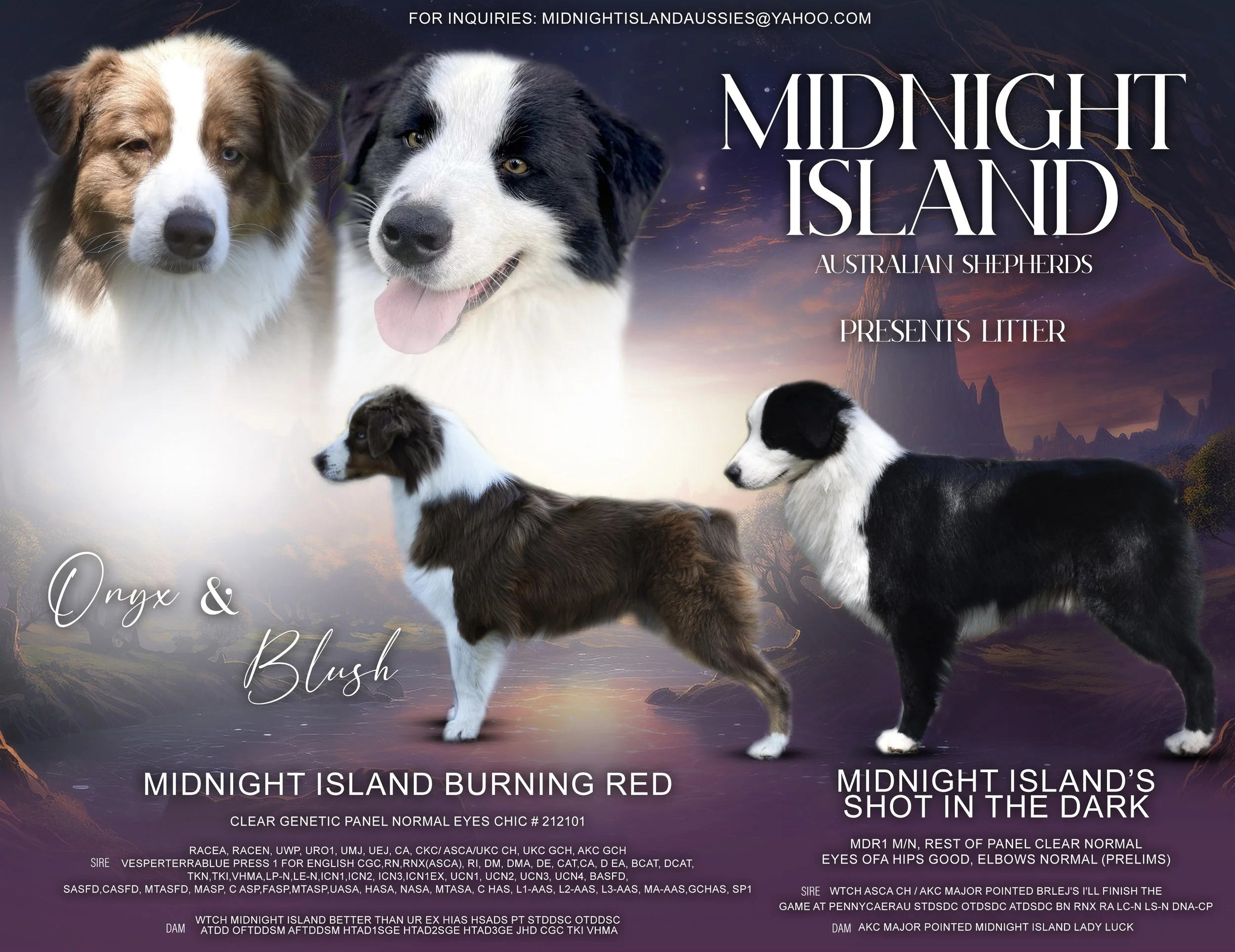 Promotional image featuring four Australian Shepherd puppies and adult dogs, with a fantasy landscape background. Text highlights the Midnight Island Australian Shepherds breeding program, with details about two specific dogs, Midnight Island Burning Red and Midnight Island's Shot in the Dark, including their genetics, eye color, and pedigree.