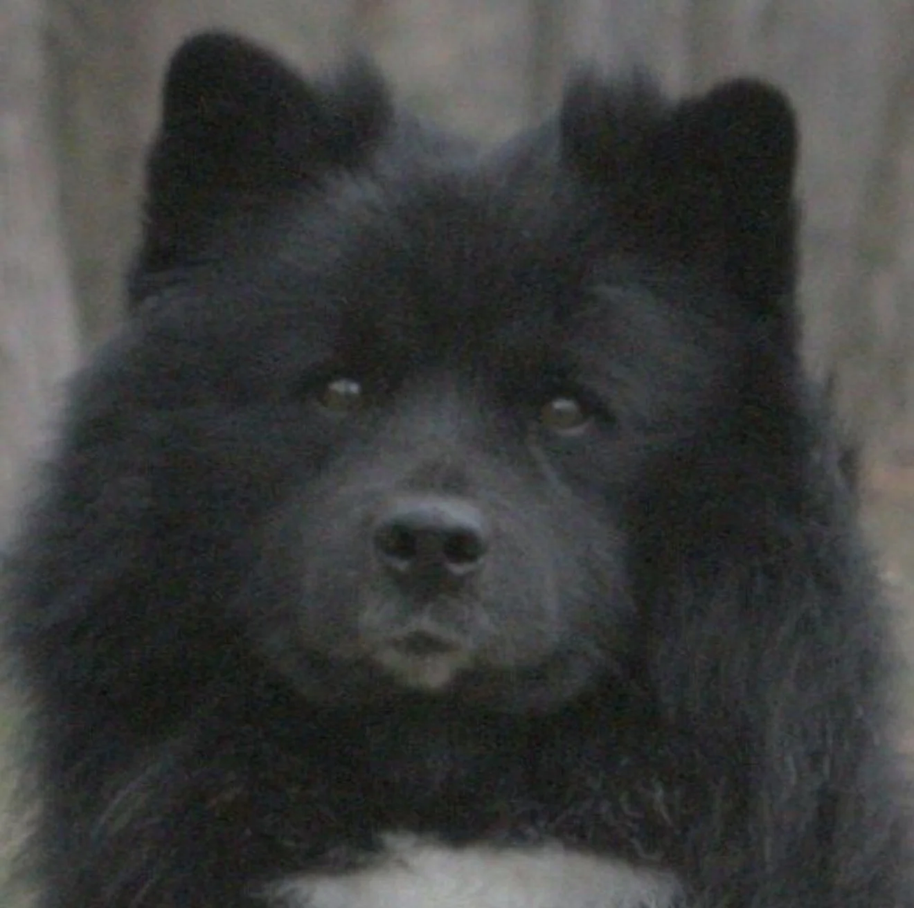 Close-up of a black and white Finnish Lapphund's face with black fur around the eyes and ears, and white fur on the snout.