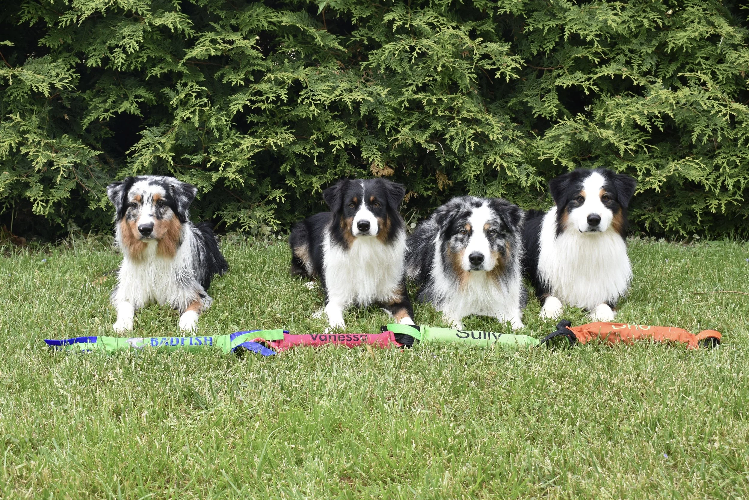 Four Australian Shepherd dogs sitting on grass in front of bushes with colorful collars and leashes laid out in front of them.