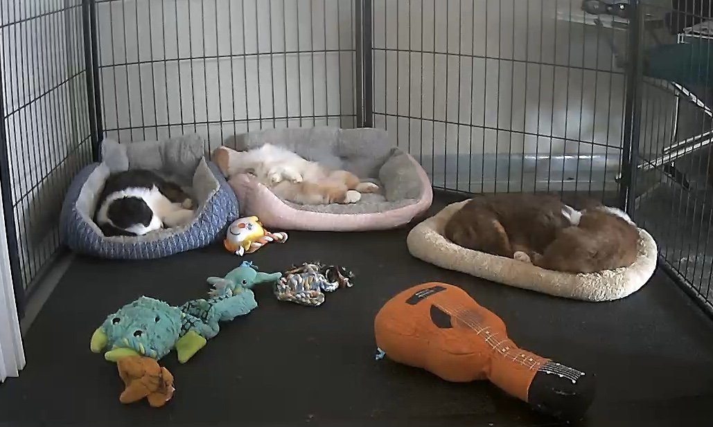 Three Australian Shepherd puppies sleeping in beds inside a playpen with dog toys and a plush guitar toy on the floor.