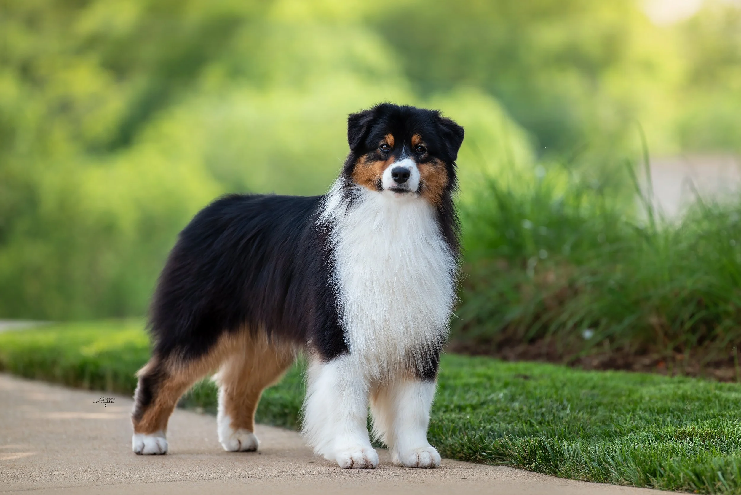 A tricolor Australian Shepherd dog standing on a sidewalk.