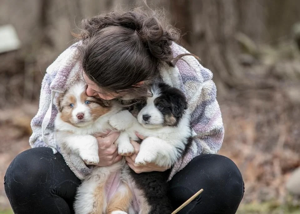 Person holding two Australian Shepherd puppies outdoors.