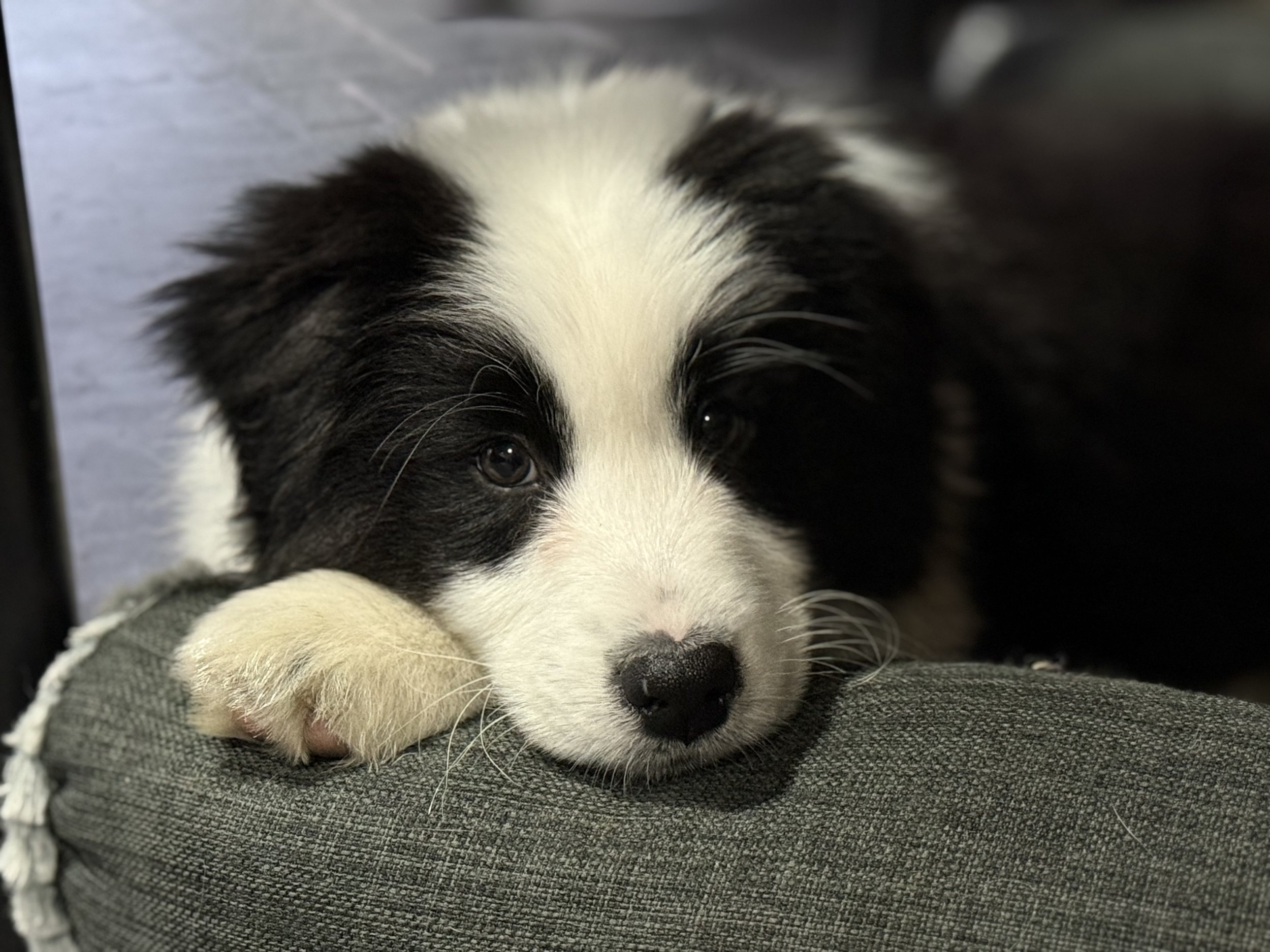 Cute black and white Australian Shepherd puppy resting its head on a person's leg.