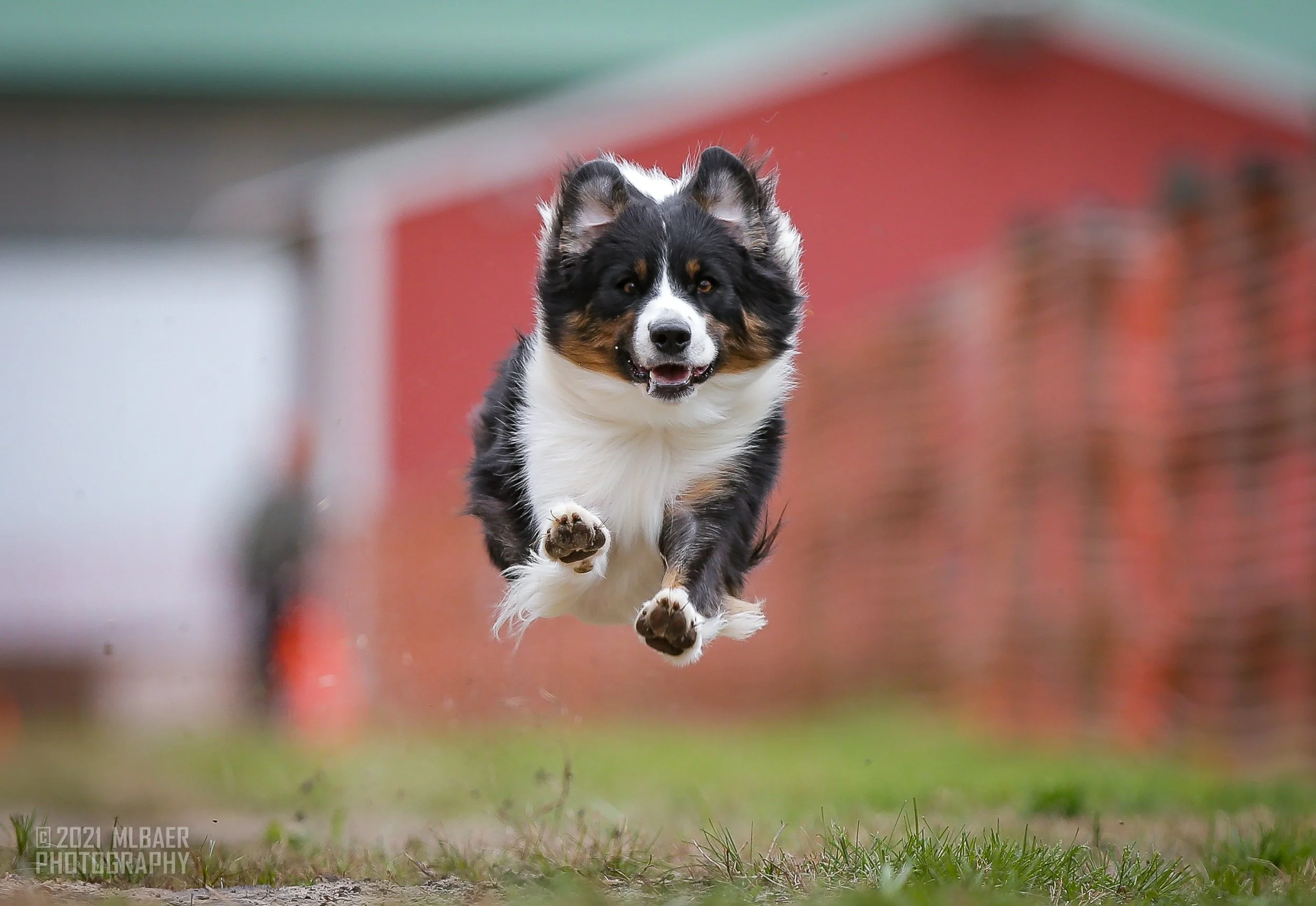 An Australian Shepherd, running towards the camera with a joyful expression outdoors on grass.