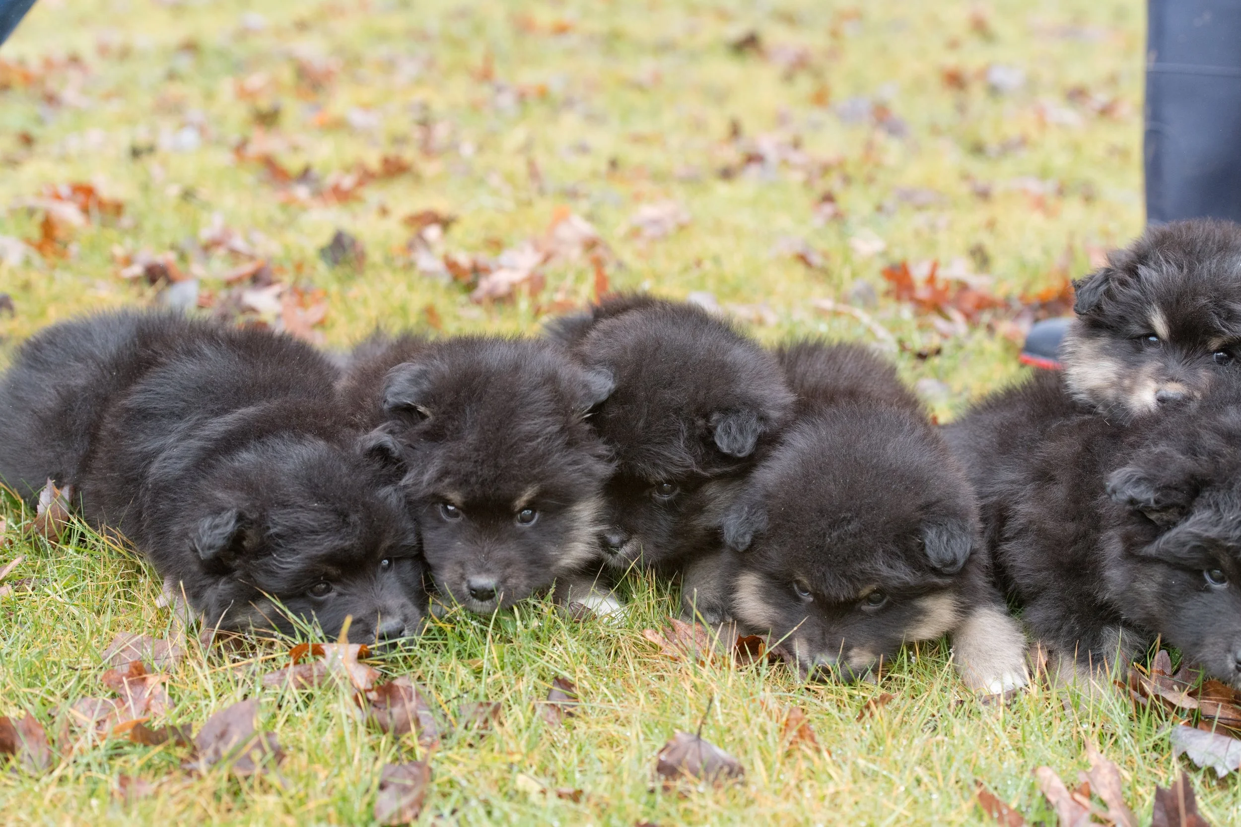 A group of six black and gray Finnish Lapphund puppies lying on grass with fallen leaves.