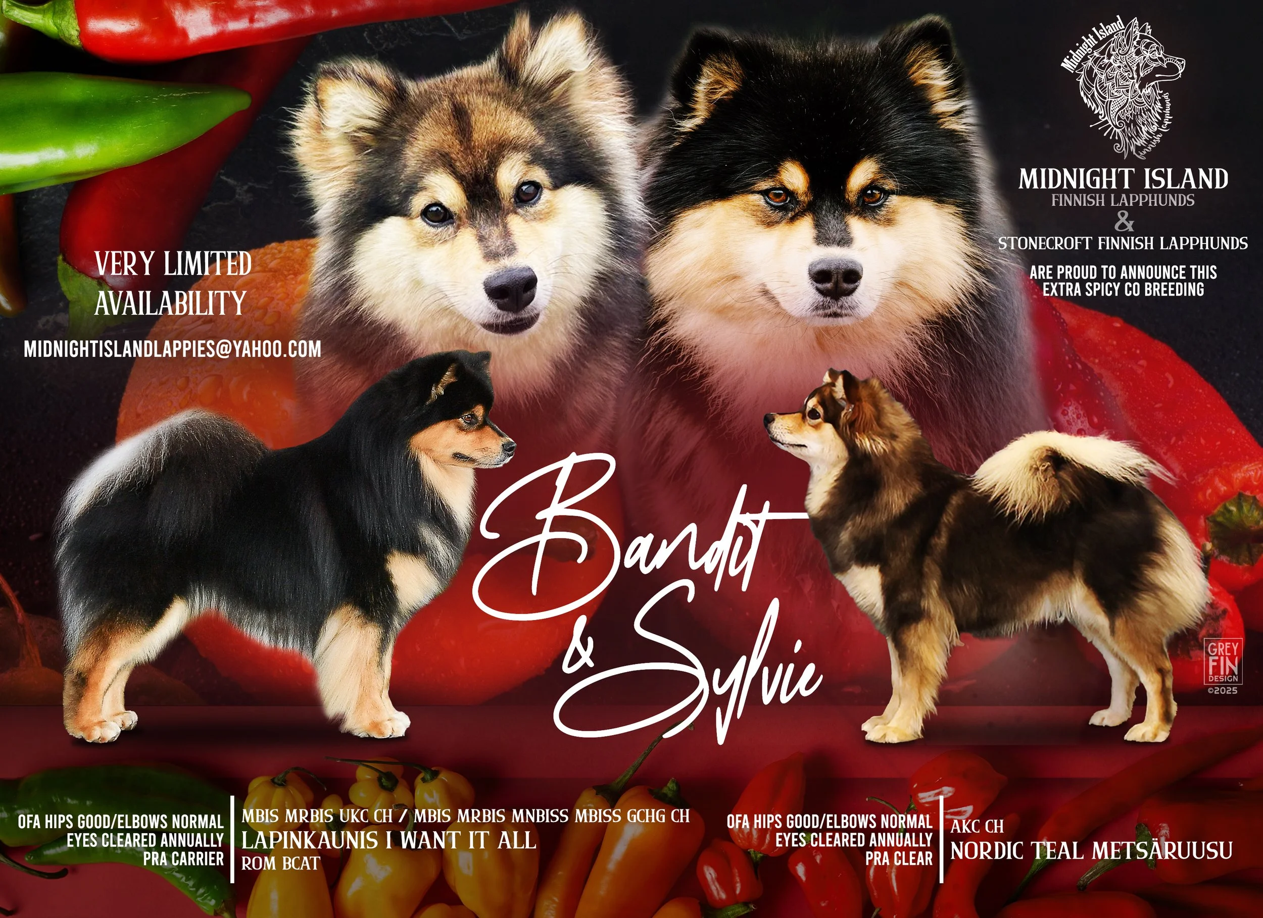 Photo of four Finnish Lapphund dogs, two puppies with fluffy coats and markings, set against a background of red and green chili peppers and tomatoes, with white cursive text stating "Bandy & Sylvie." Additional text includes breeding information and contact email for Midnight Island Finnish Lapphunds and Stonecroft Finnish Lapphunds.
