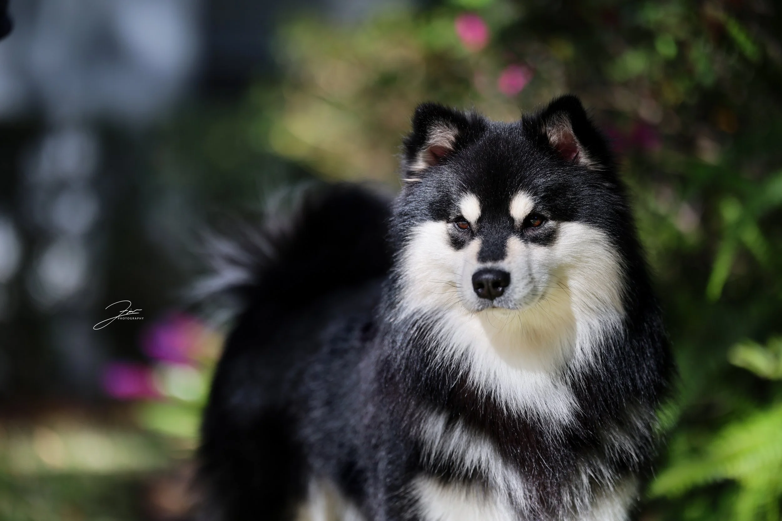 A black and white Finnish Lapphund dog standing outdoors with blurred greenery and pink flowers in the background.