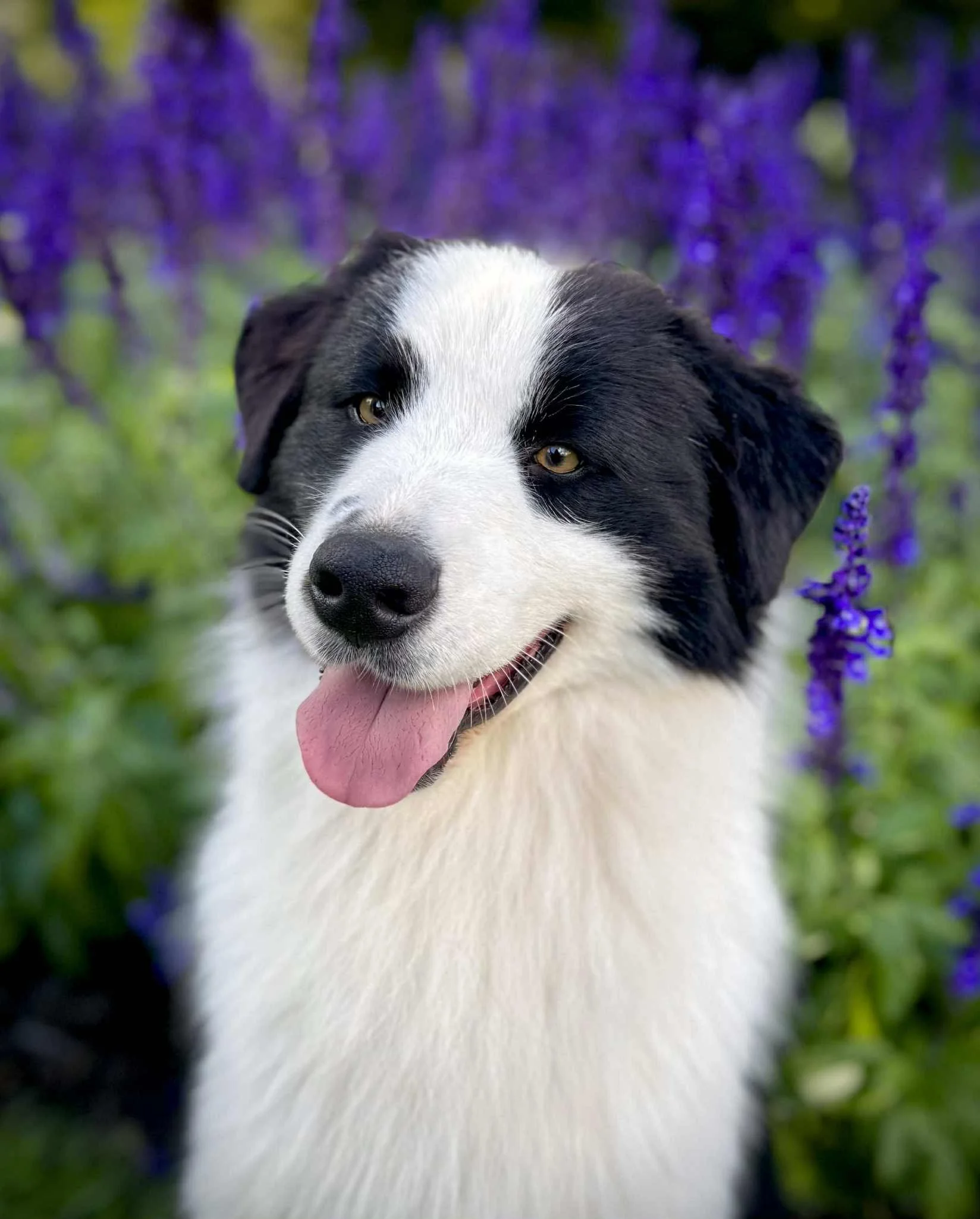 A happy black and white dog with its tongue out, sitting in front of purple flowers.