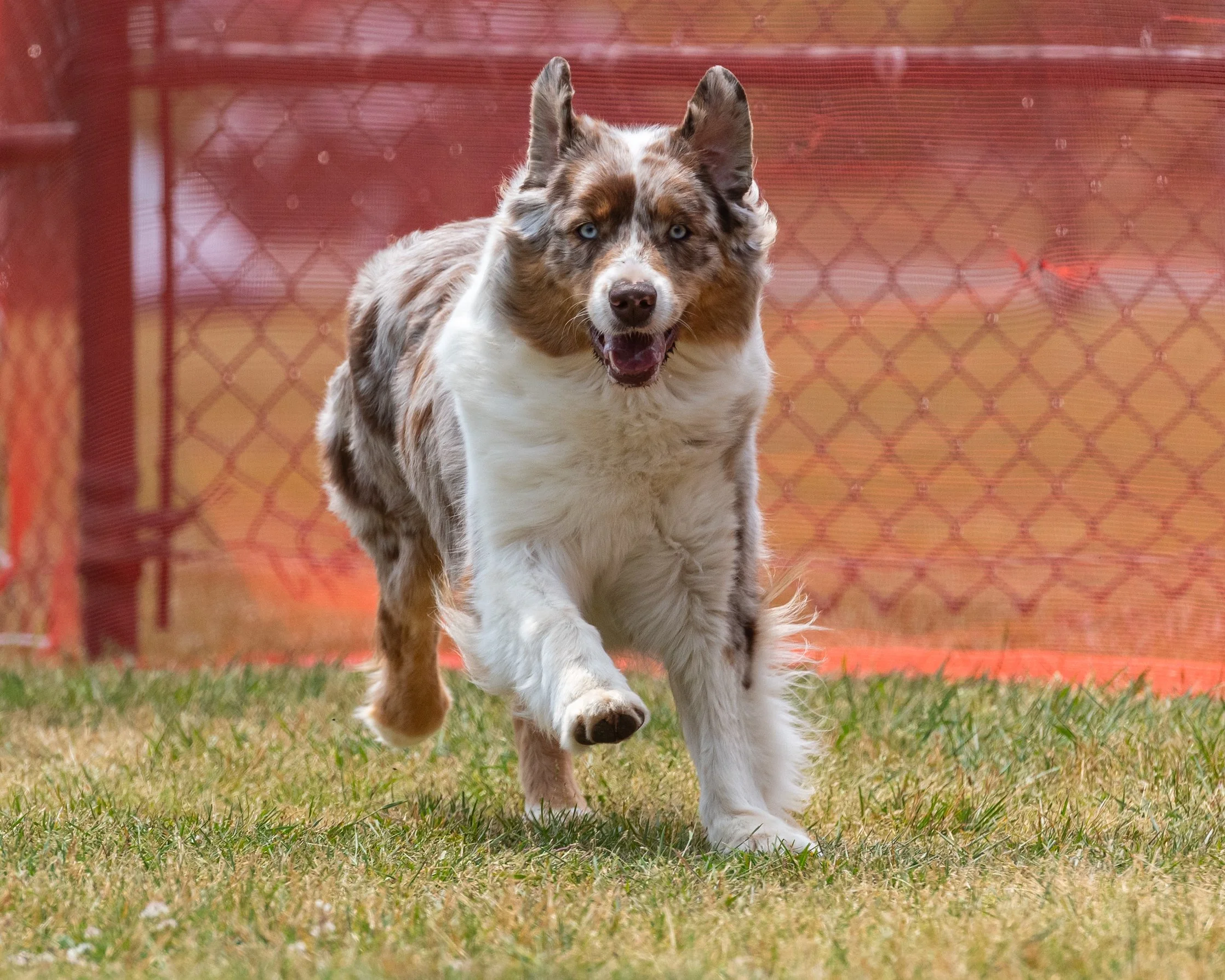 An Australian Shepherd dog running on grass with a red fence in the background.